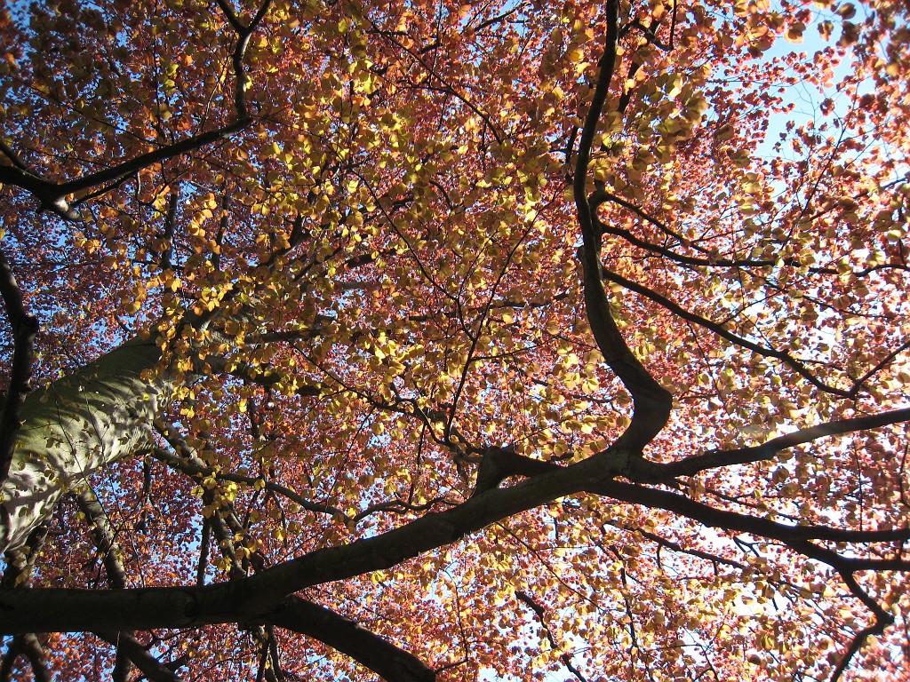 IMG_0421.JPG - Baum  - in the Frankfurter Palmengarten  http://en.wikipedia.org/wiki/Palmengarten ,  http://de.wikipedia.org/wiki/Palmengarten_Frankfurt 