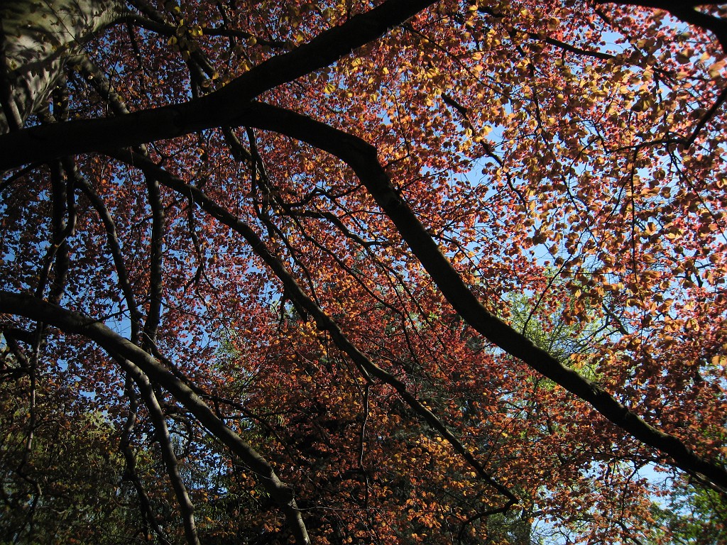 IMG_0422.JPG - Baum  - in the Frankfurter Palmengarten  http://en.wikipedia.org/wiki/Palmengarten ,  http://de.wikipedia.org/wiki/Palmengarten_Frankfurt 