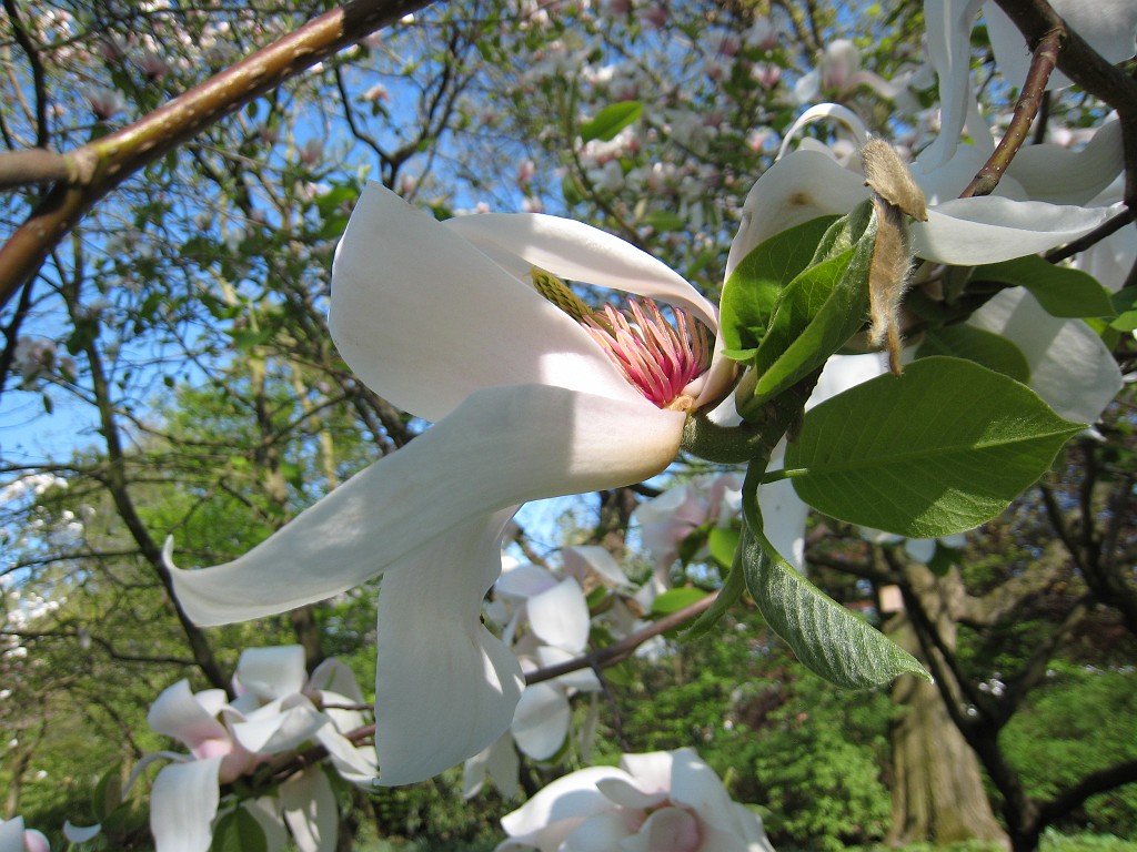 IMG_0438.JPG - Blüten  - in the Frankfurter Palmengarten  http://en.wikipedia.org/wiki/Palmengarten ,  http://de.wikipedia.org/wiki/Palmengarten_Frankfurt 