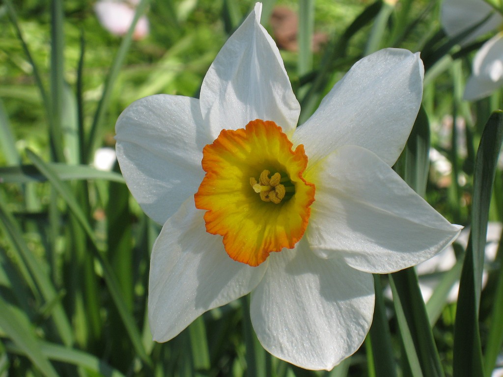 IMG_0441.JPG - Blüten  - in the Frankfurter Palmengarten  http://en.wikipedia.org/wiki/Palmengarten ,  http://de.wikipedia.org/wiki/Palmengarten_Frankfurt 