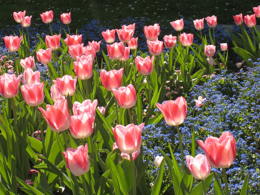 IMG_0446.JPG - Blüten  - in the Frankfurter Palmengarten  http://en.wikipedia.org/wiki/Palmengarten ,  http://de.wikipedia.org/wiki/Palmengarten_Frankfurt 