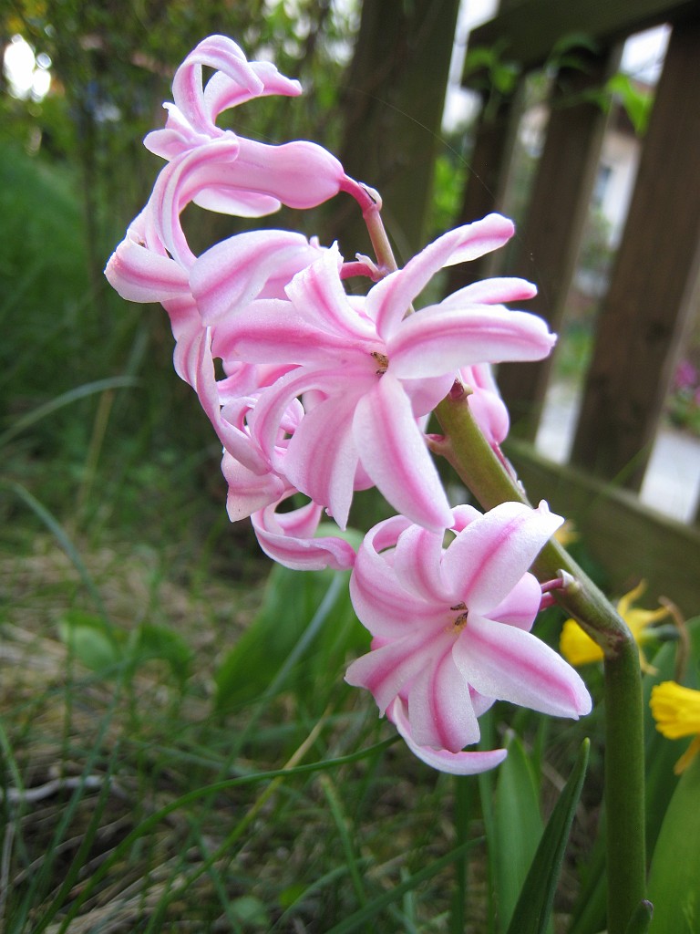 IMG_0452.JPG - Blüten