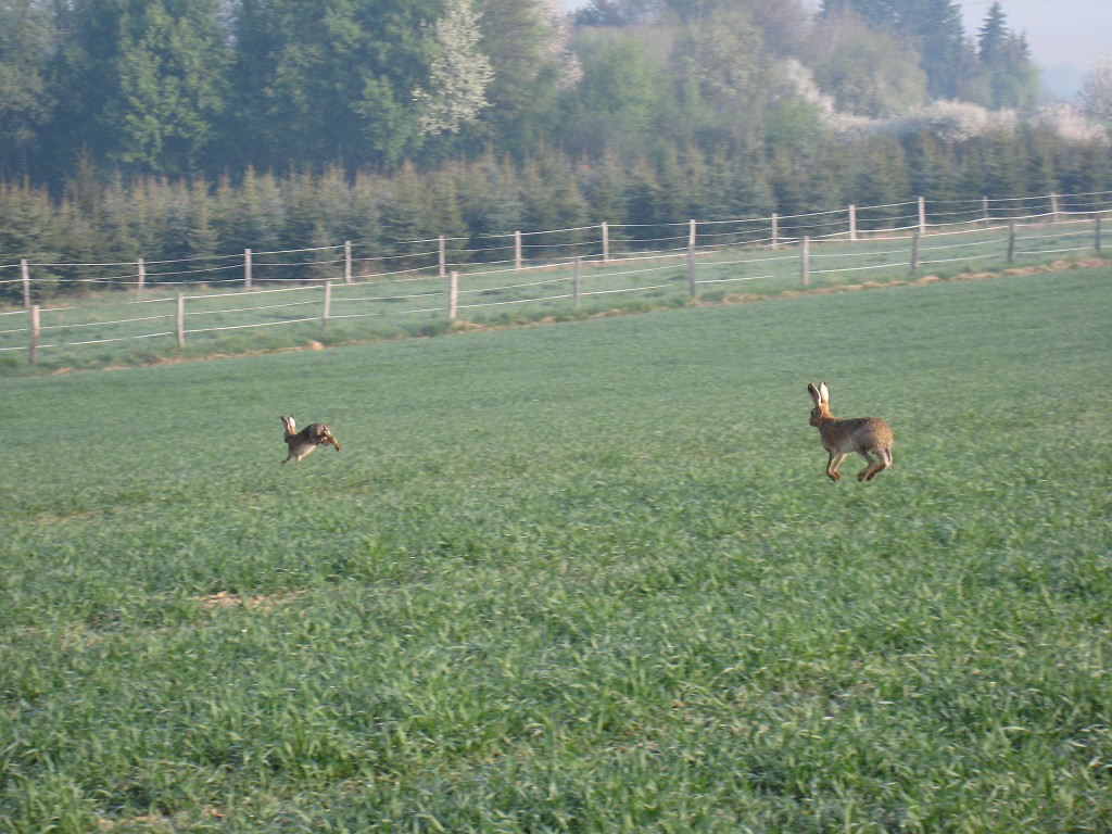 IMG_0485.JPG - Easter Bunnies