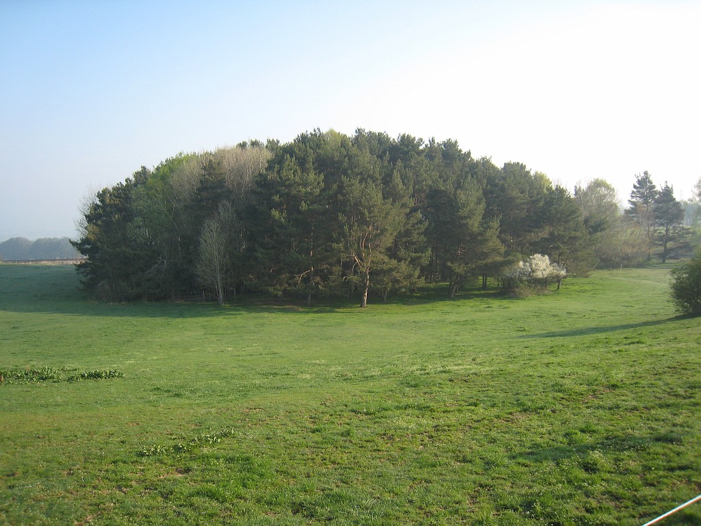 IMG_0503.JPG - Small Forest