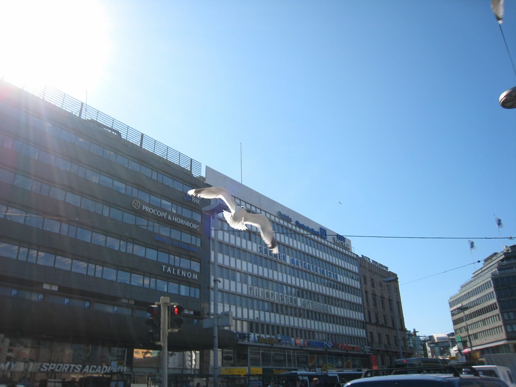 IMG_1130.JPG - Seagull