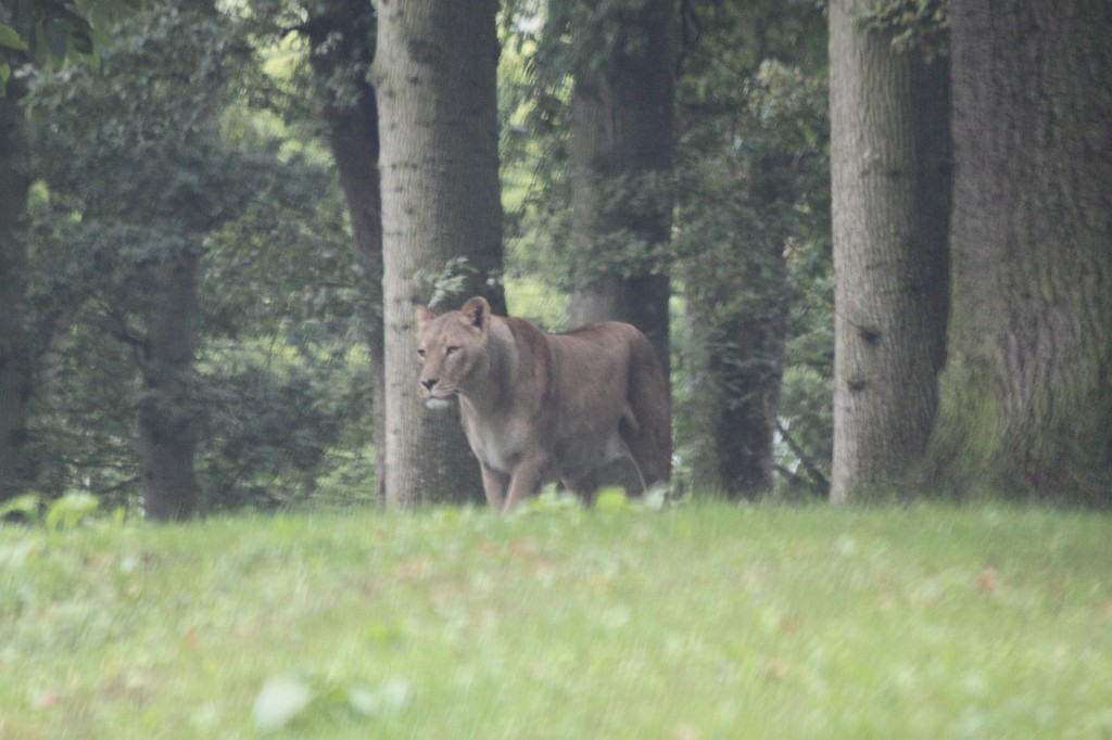 IMG_1087.JPG - Lion in the woods  http://en.wikipedia.org/wiki/Lion 