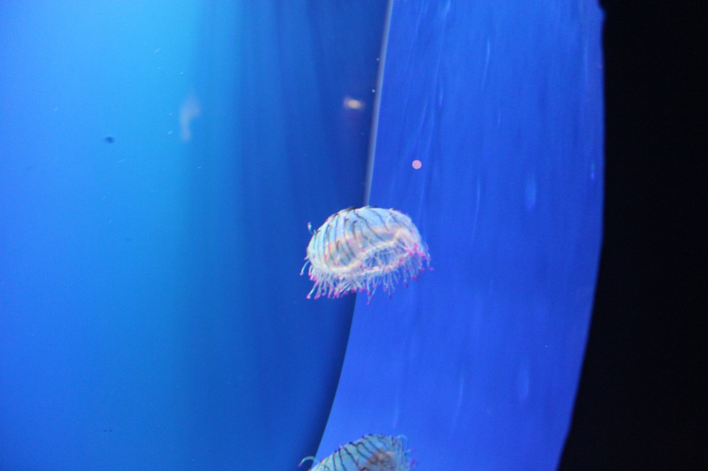 IMG_1233.JPG - Jellyfish in Plymouth National Marine Aquarium  http://en.wikipedia.org/wiki/National_Marine_Aquarium%2C_Plymouth 