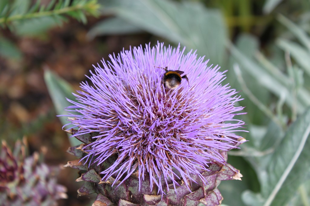 IMG_1373.JPG - Collecting Bee