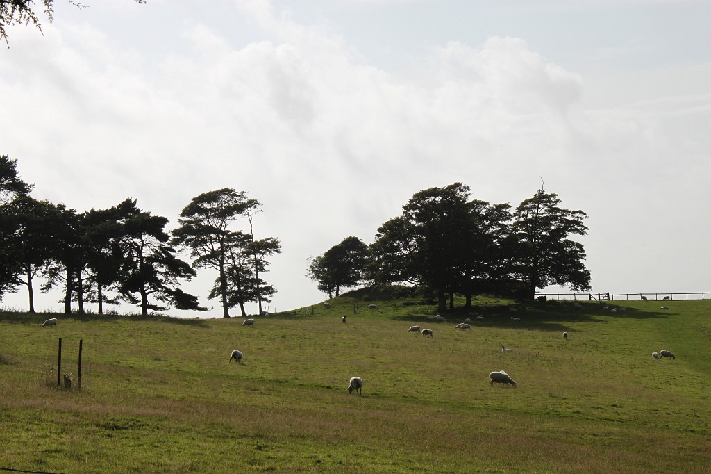IMG_1395.JPG - Mount Edgcumbe Park  http://en.wikipedia.org/wiki/Mount_Edgcumbe_House 