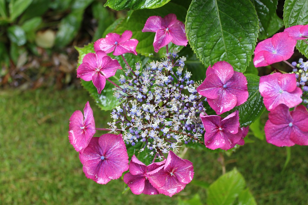 IMG_1554.JPG - Trelissick Garden Flower