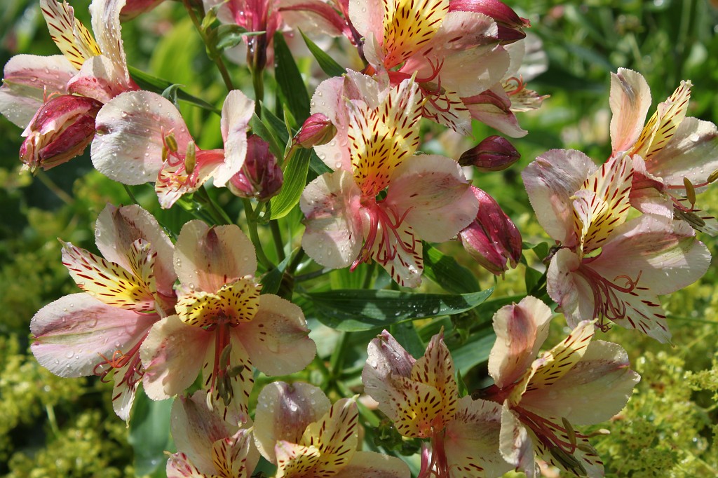 IMG_1579.JPG - Trelissick Garden Flower