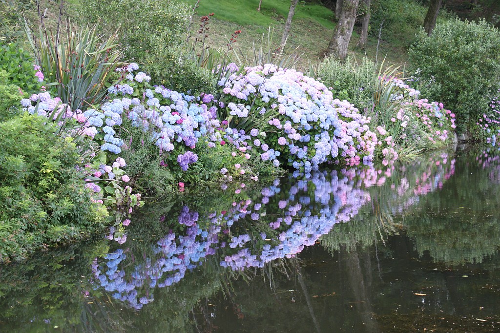 IMG_1624.JPG - Mallard Pond  http://en.wikipedia.org/wiki/Trebah_Gardens 
