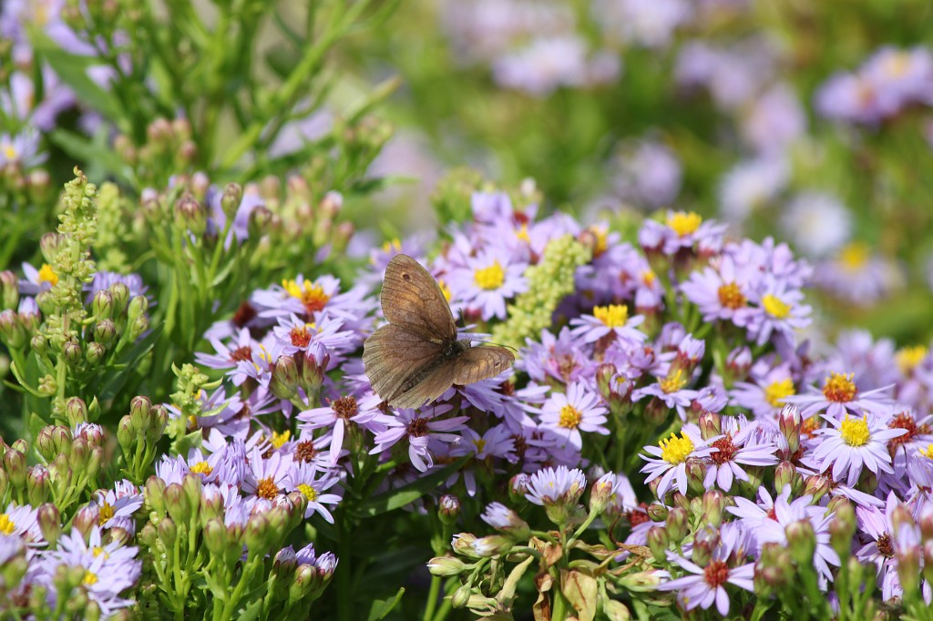IMG_1672.JPG - On the costal hiking trail to Kynance Cove  http://en.wikipedia.org/wiki/Kynance_Cove 