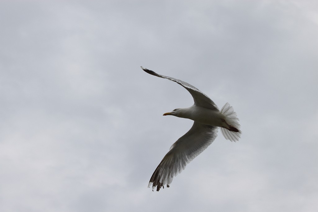 IMG_1713.JPG - Seagull at Kynance Cove  http://en.wikipedia.org/wiki/Kynance_Cove 