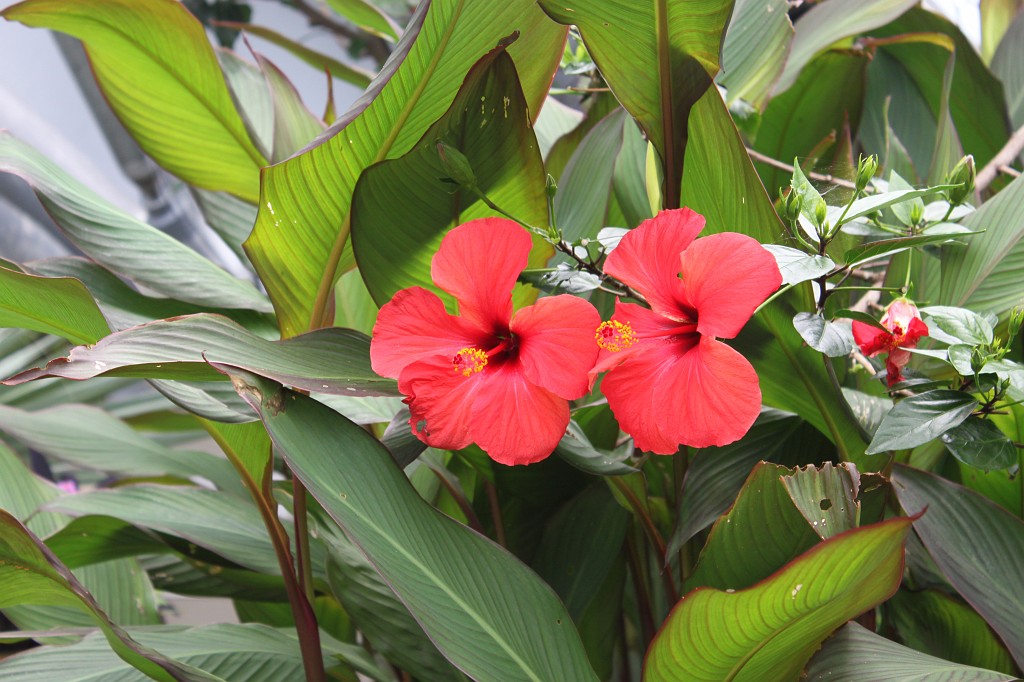 IMG_1822.JPG - Bloom at Eden Project  http://en.wikipedia.org/wiki/Eden_Project 