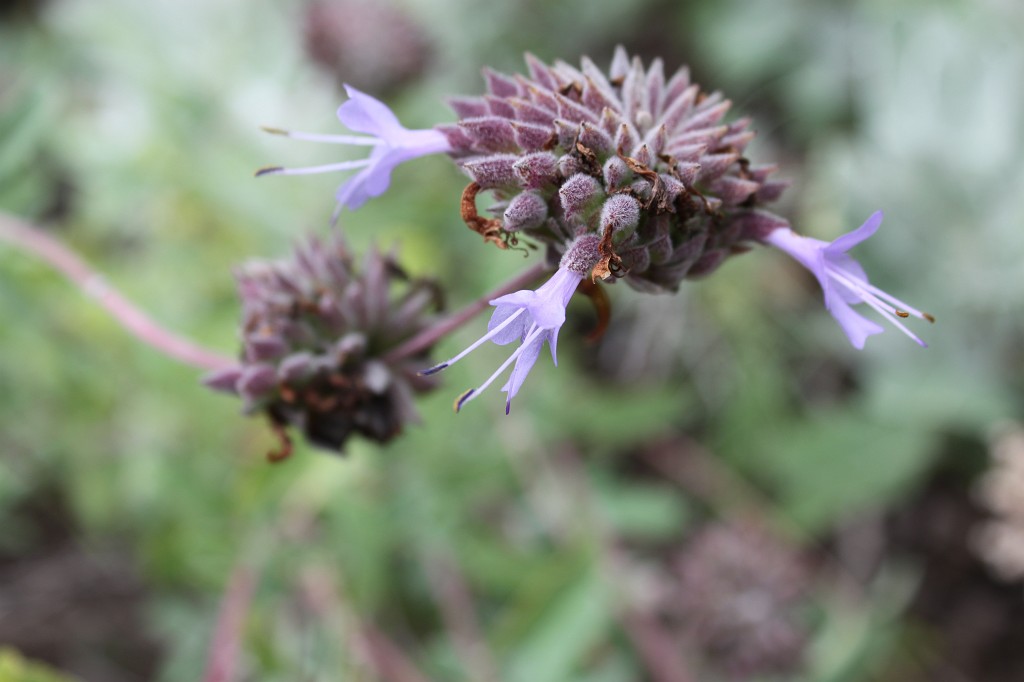 IMG_1833.JPG - Bloom at Eden Project  http://en.wikipedia.org/wiki/Eden_Project 