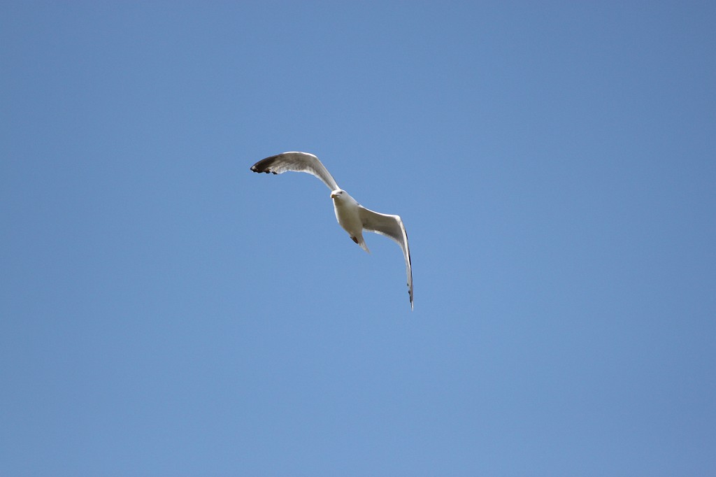 IMG_1974.JPG - Seagulls in Exeter  http://en.wikipedia.org/wiki/Exeter 