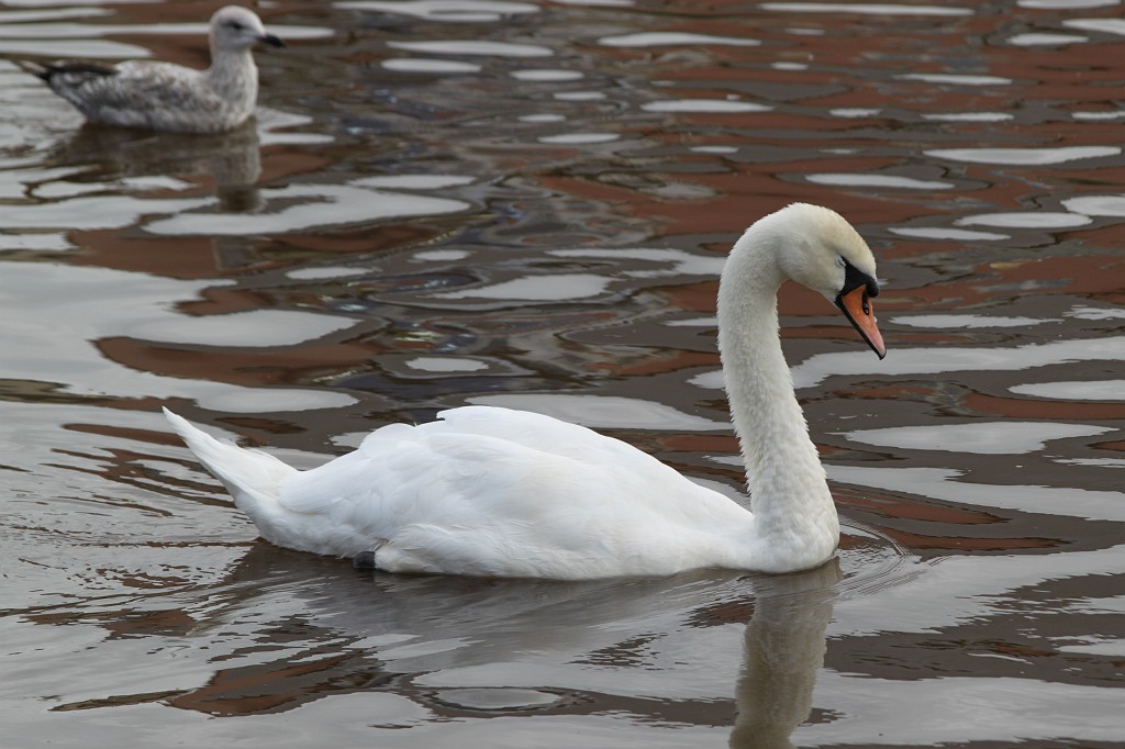 IMG_2008.JPG - Swan on Exe  http://en.wikipedia.org/wiki/Exeter 