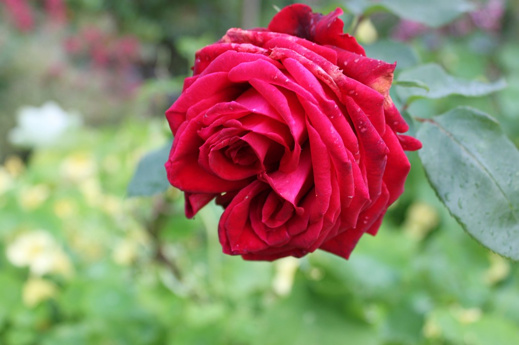 IMG_2012.JPG - Collaven Manor bloom in the garden  http://www.collavenmanor.co.uk/ 