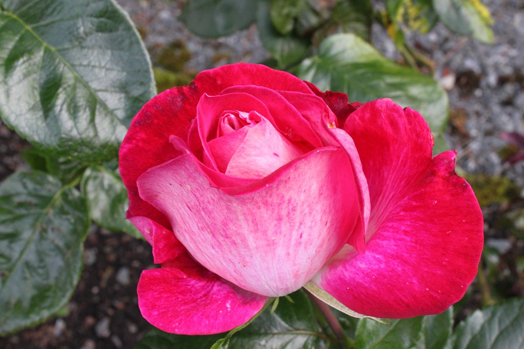 IMG_2020.JPG - Collaven Manor bloom in the garden  http://www.collavenmanor.co.uk/ 