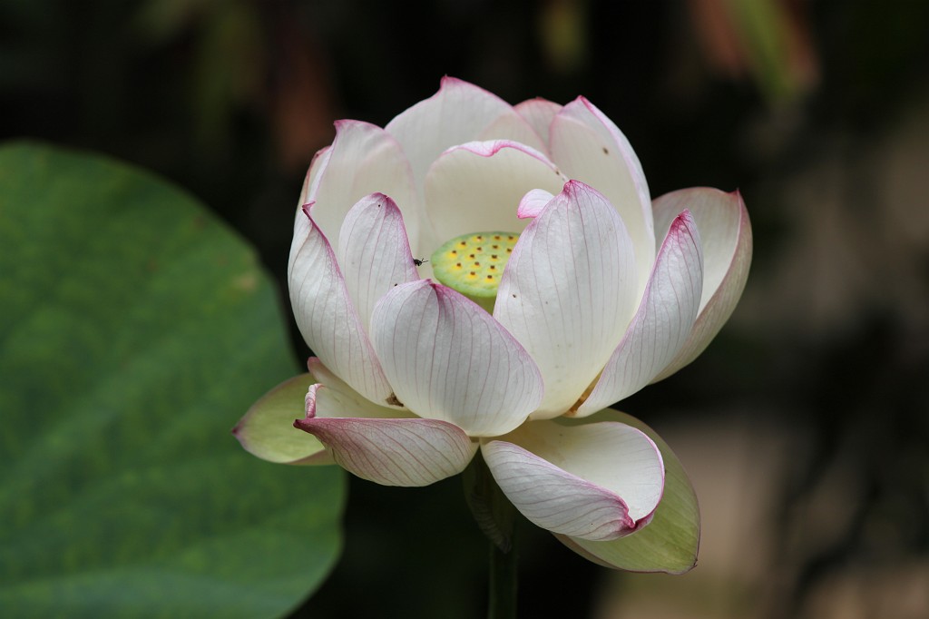 IMG_2666.JPG - Lotus  http://en.wikipedia.org/wiki/Nelumbo 