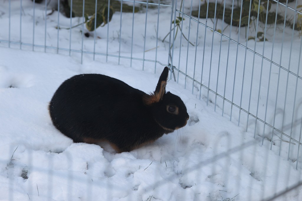 IMG_4302.JPG - Daisy in the snow
