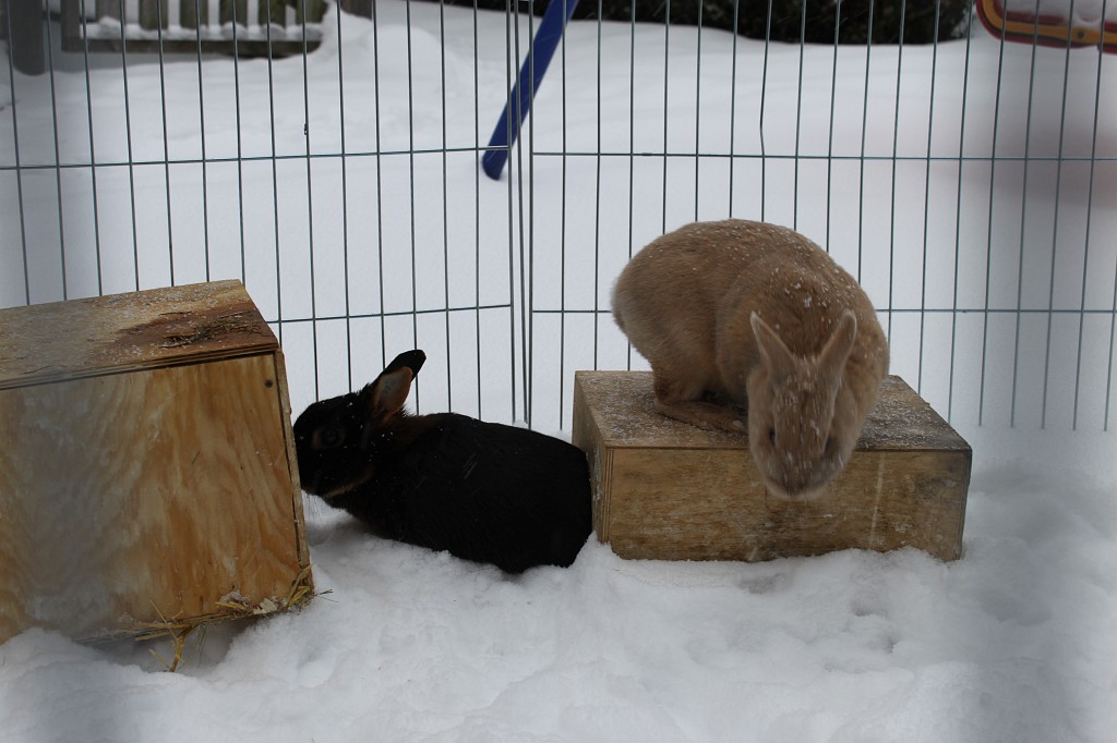 IMG_4401.JPG - Peach & Daisy im Schnee