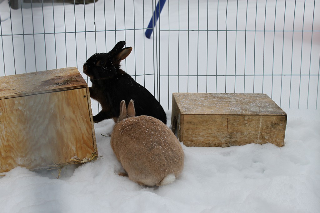 IMG_4402.JPG - Peach & Daisy im Schnee