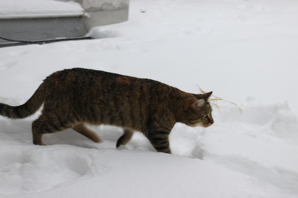 IMG_4404.JPG - Emily im Schnee