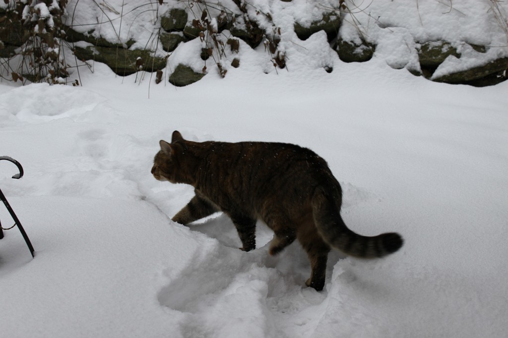 IMG_4406.JPG - Emily im Schnee