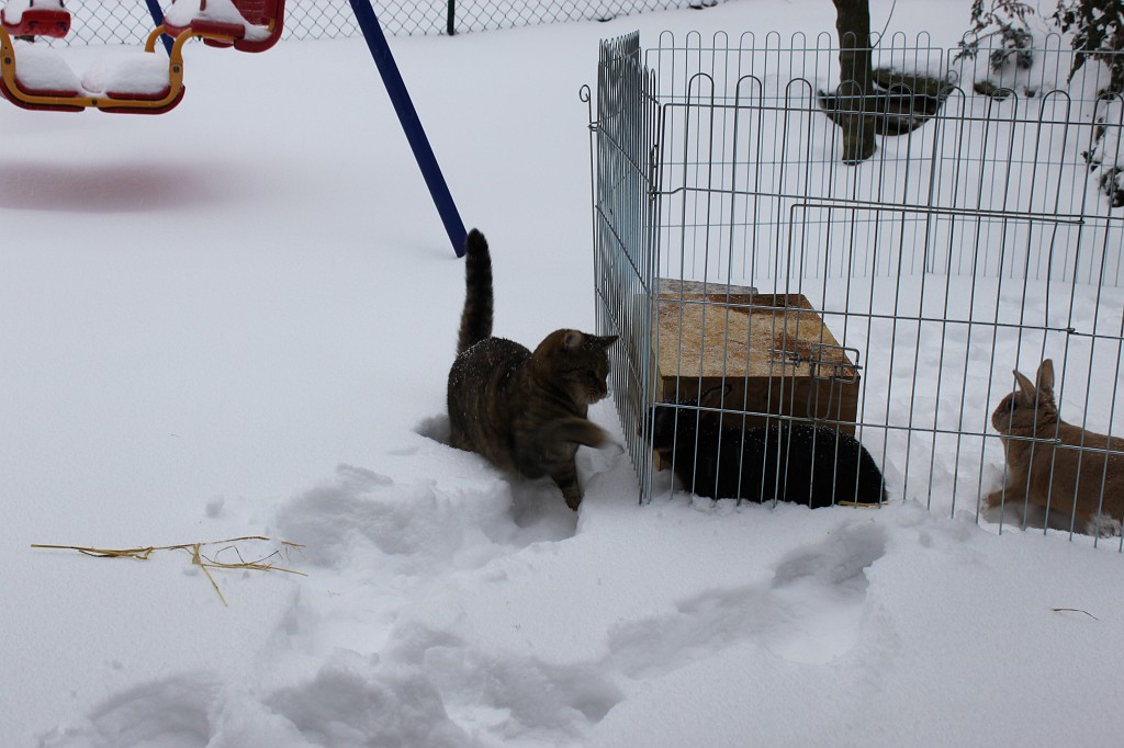 IMG_4411.JPG - Emily vs. Daisy & Peach im Schnee