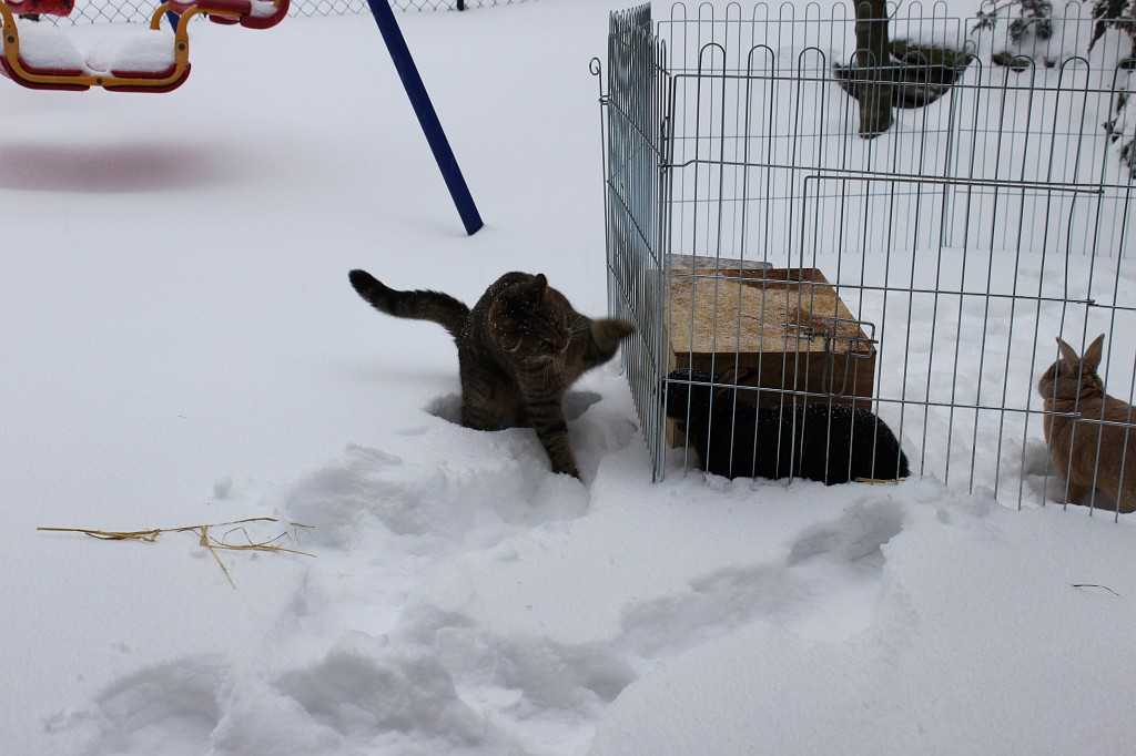 IMG_4412.JPG - Emily vs. Daisy & Peach im Schnee