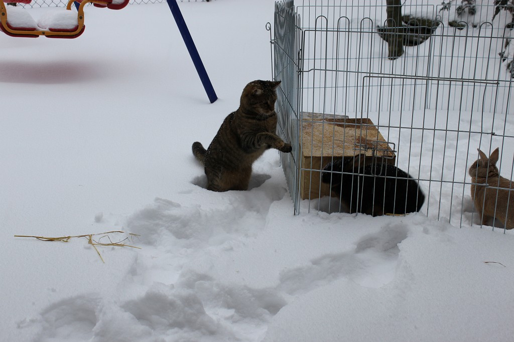 IMG_4413.JPG - Emily vs. Daisy & Peach im Schnee