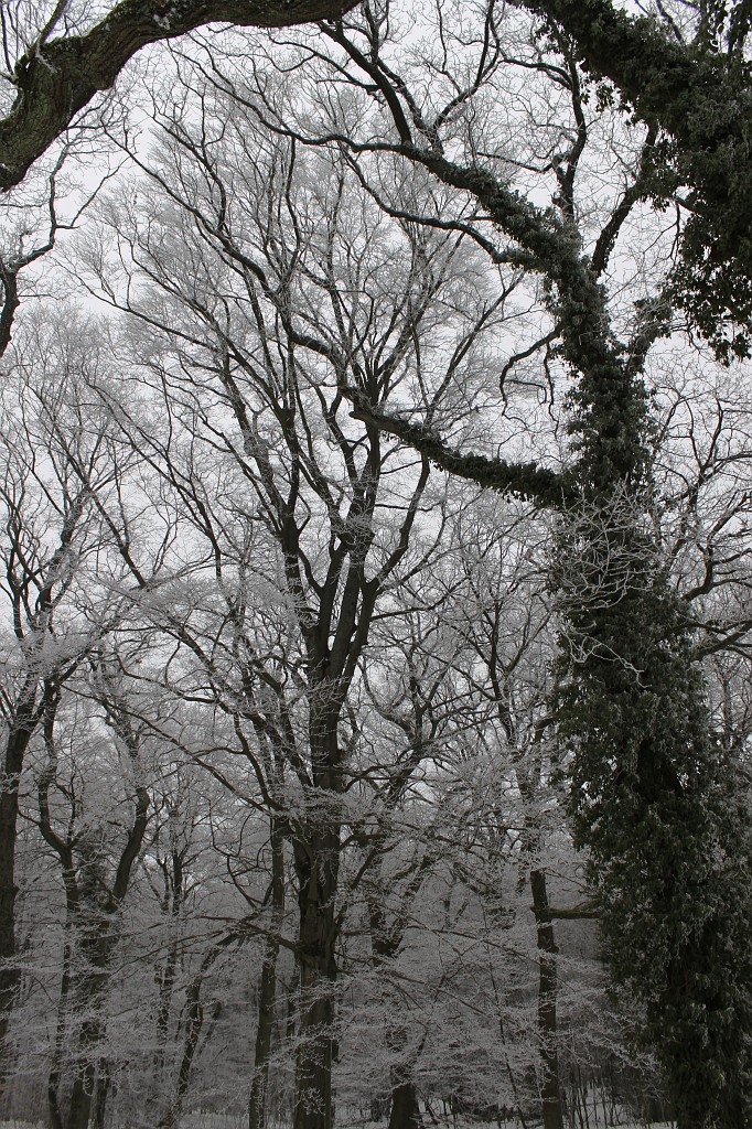 IMG_4429.JPG - Hoar frost around Saalburg