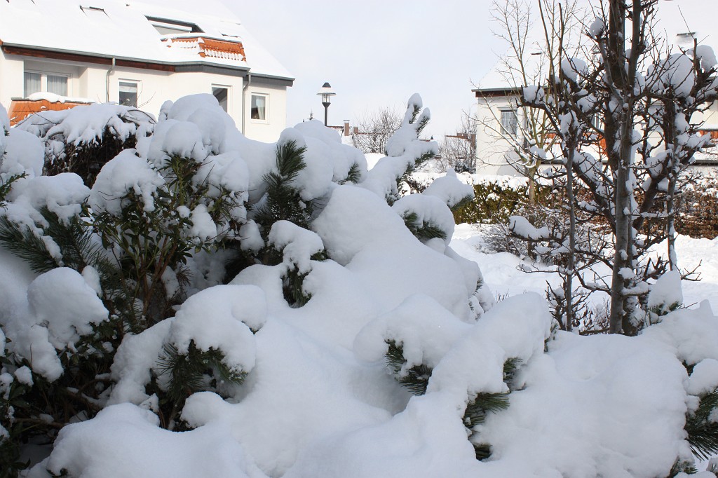 IMG_4495.JPG - Snow covers bushes and streets
