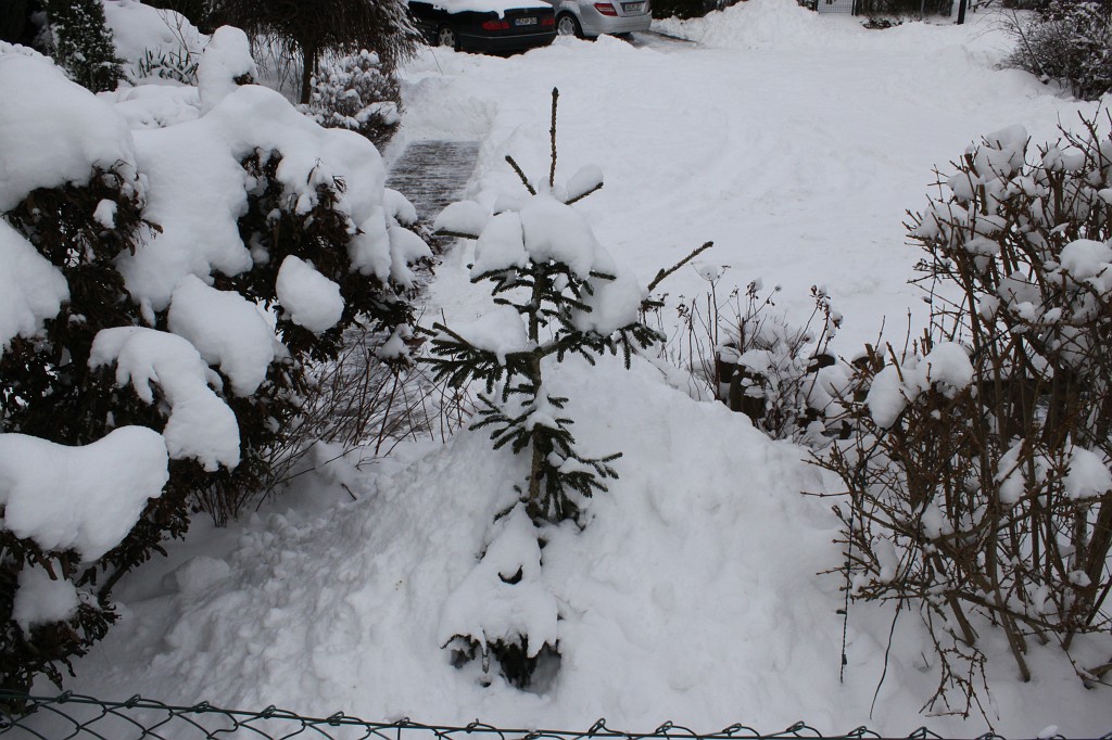 IMG_4513.JPG - Small tree covered by snow