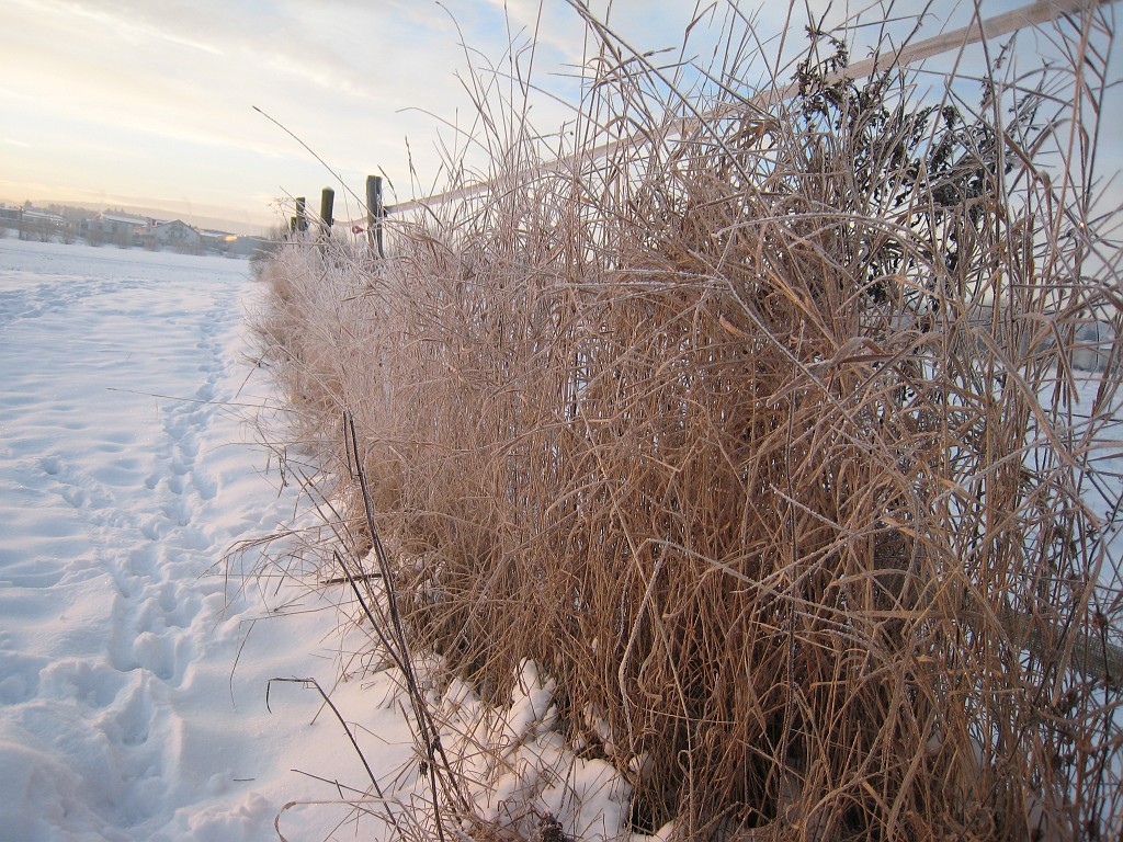 X_IMG_1890.JPG - Hoar frost and snow