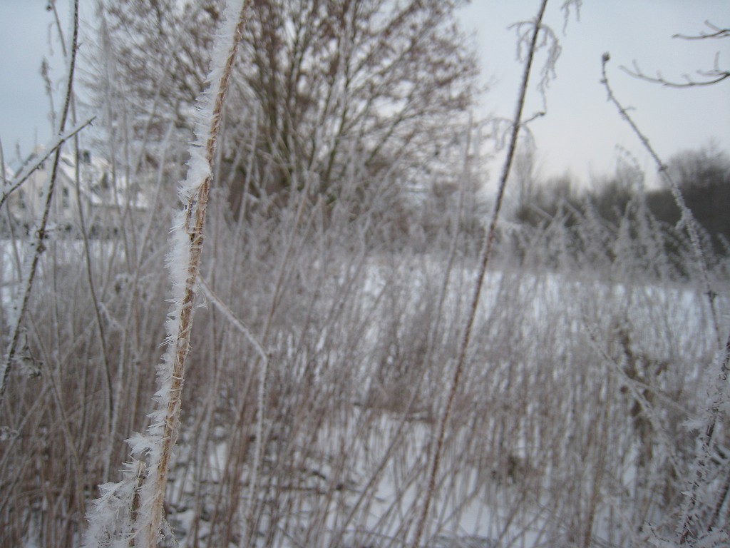 X_IMG_1908.JPG - Hoar frost