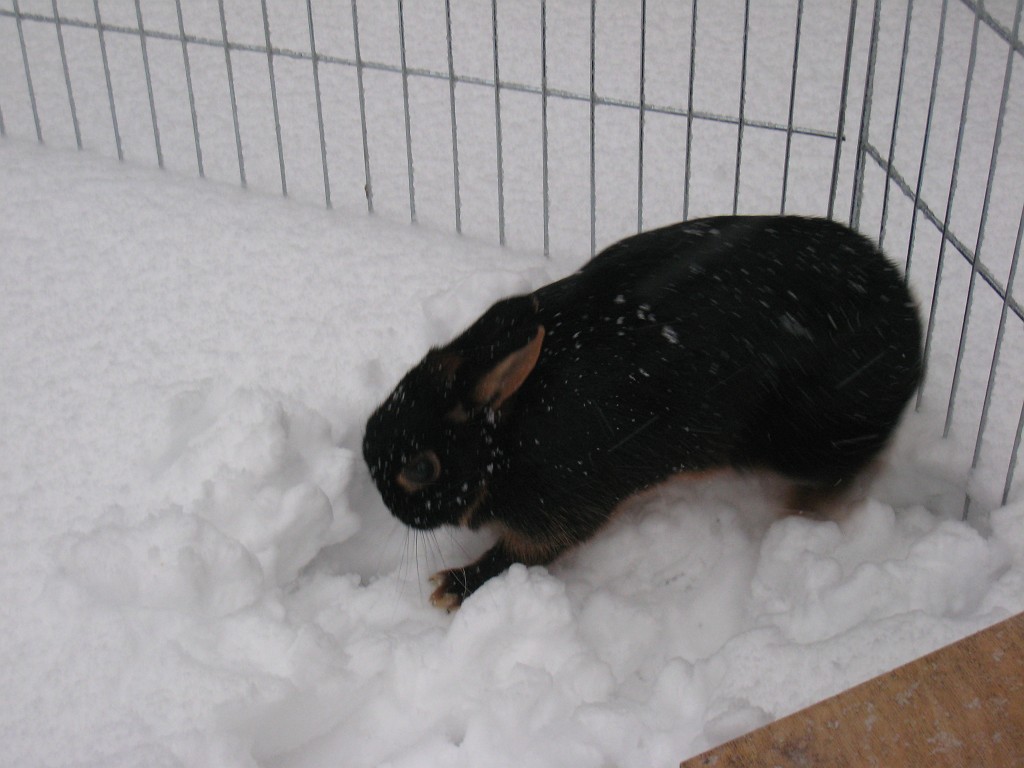 X_IMG_1953.JPG - Daisy in the snow