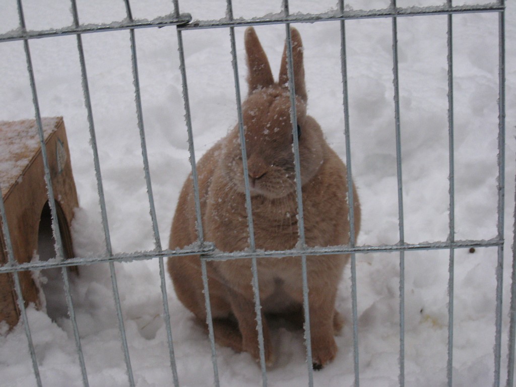 X_IMG_1955.JPG - Peach in the snow