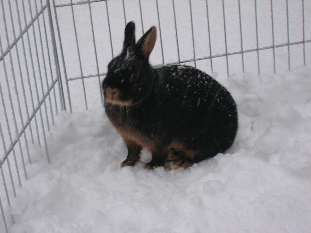 X_IMG_1956.JPG - Daisy in the snow