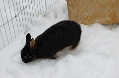 Daisy im Schneegestber