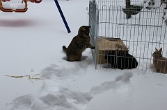 Emily vs. Daisy & Peach im Schnee