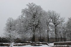 Hoar frost around Saalburg