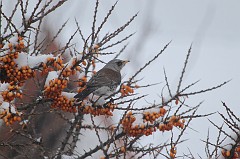 Bird in winter