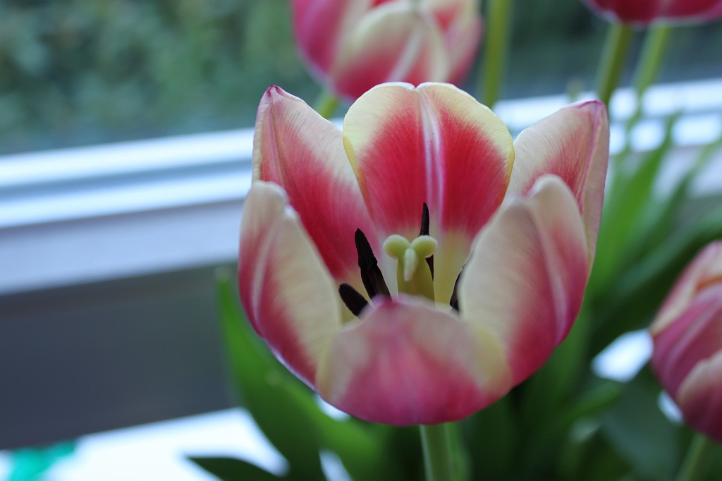 IMG_5003.JPG - Tulip