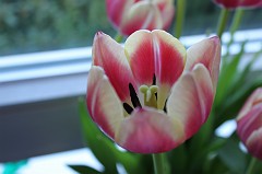 Tulip