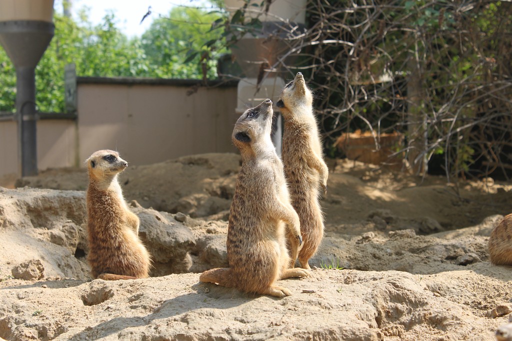 IMG_5489.JPG - Meerkat  http://en.wikipedia.org/wiki/Meerkat 