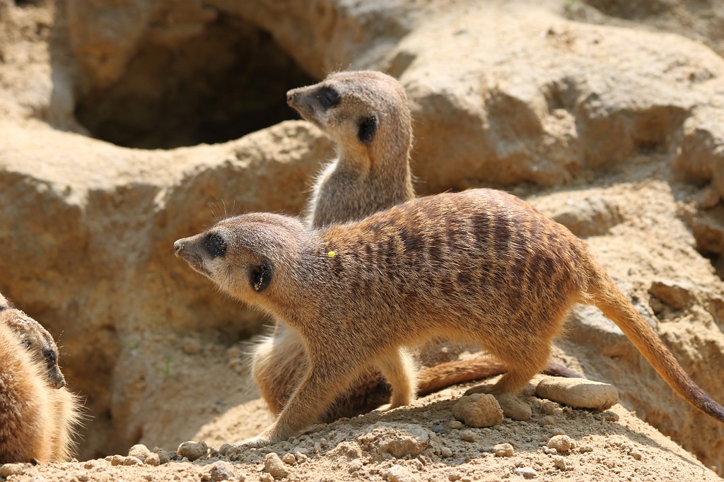 IMG_5493.JPG - Meerkat  http://en.wikipedia.org/wiki/Meerkat 