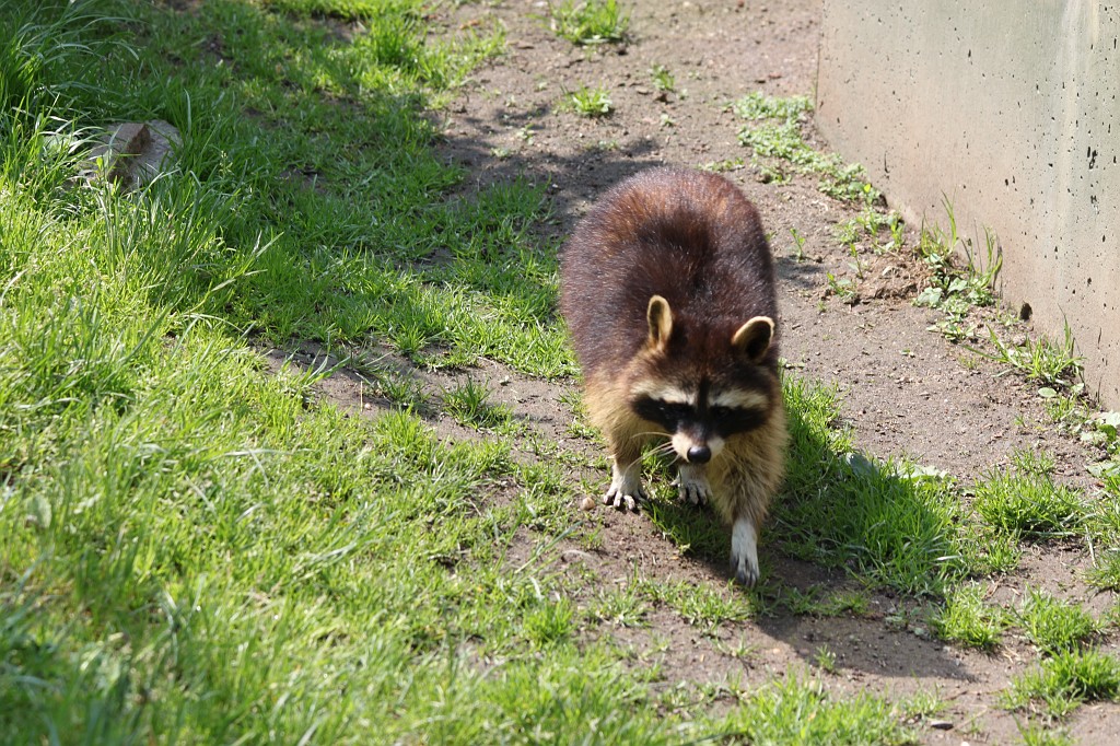 IMG_5495.JPG - Raccoon  http://en.wikipedia.org/wiki/Raccoon 